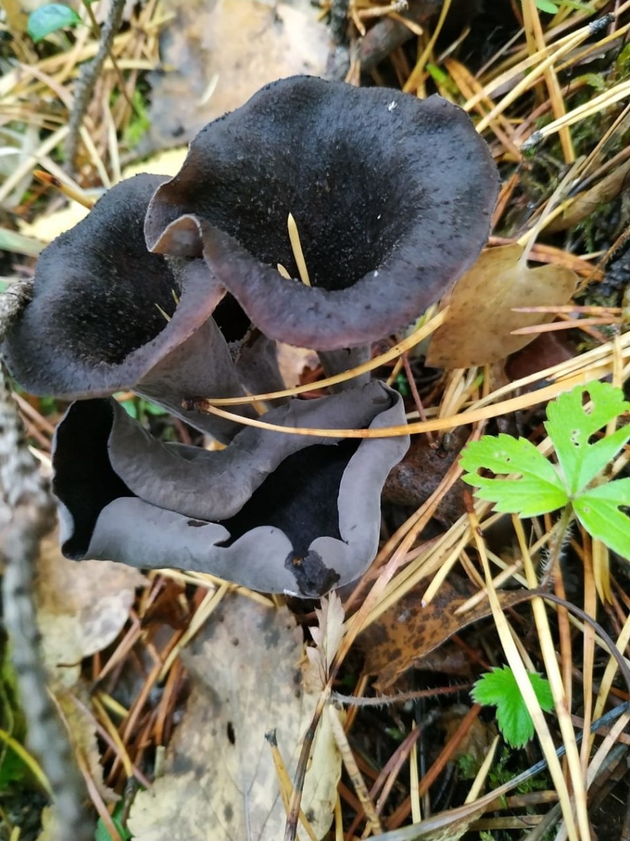 Вороночник рожковидный (Craterellus cornucopioides)