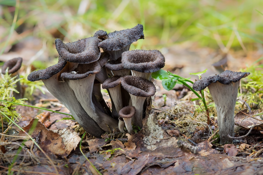 Вороночник рожковидный (Craterellus cornucopioides)