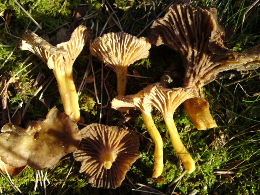 Вороночник извилистый гриб