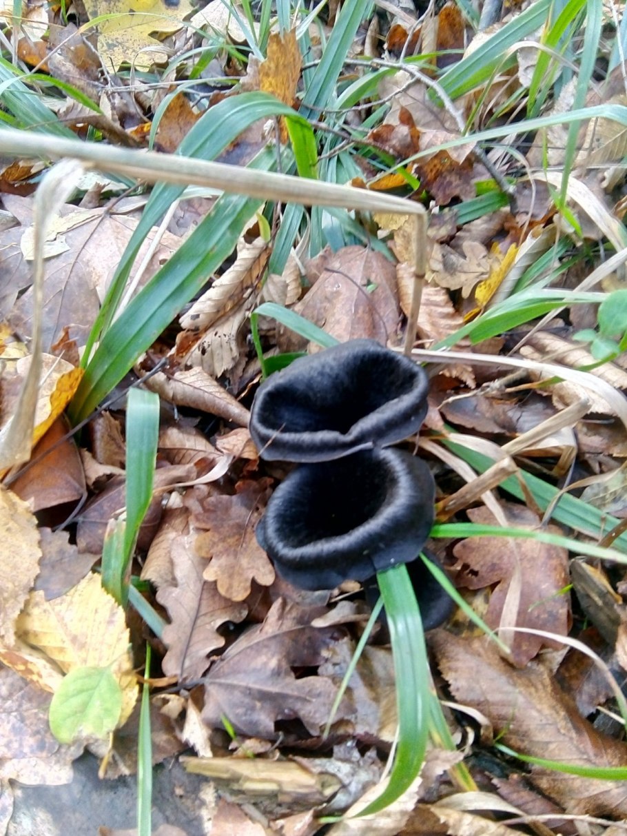 Гриб трубы мертвеца