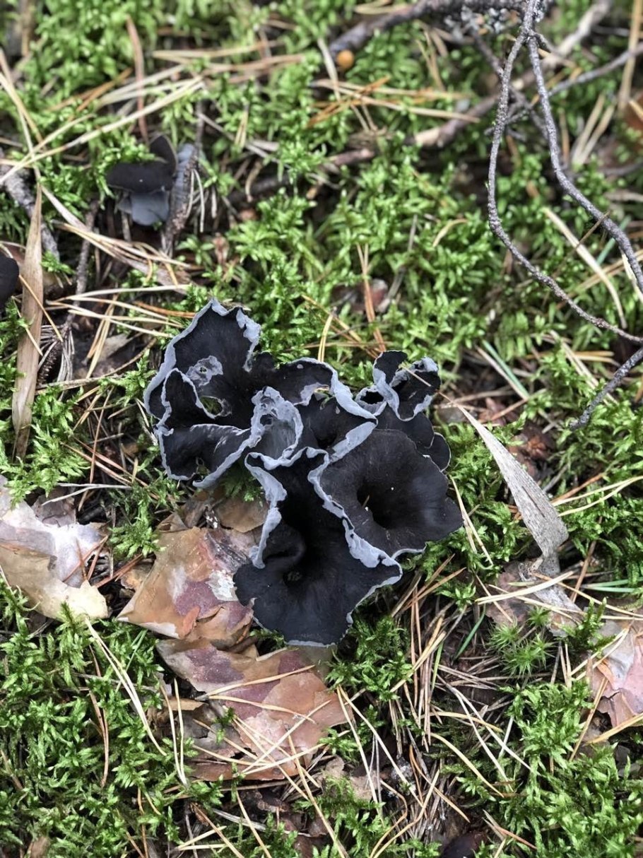 Финская Лисичка гриб