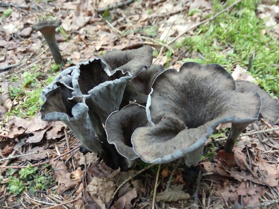 Cantharellus cinereus