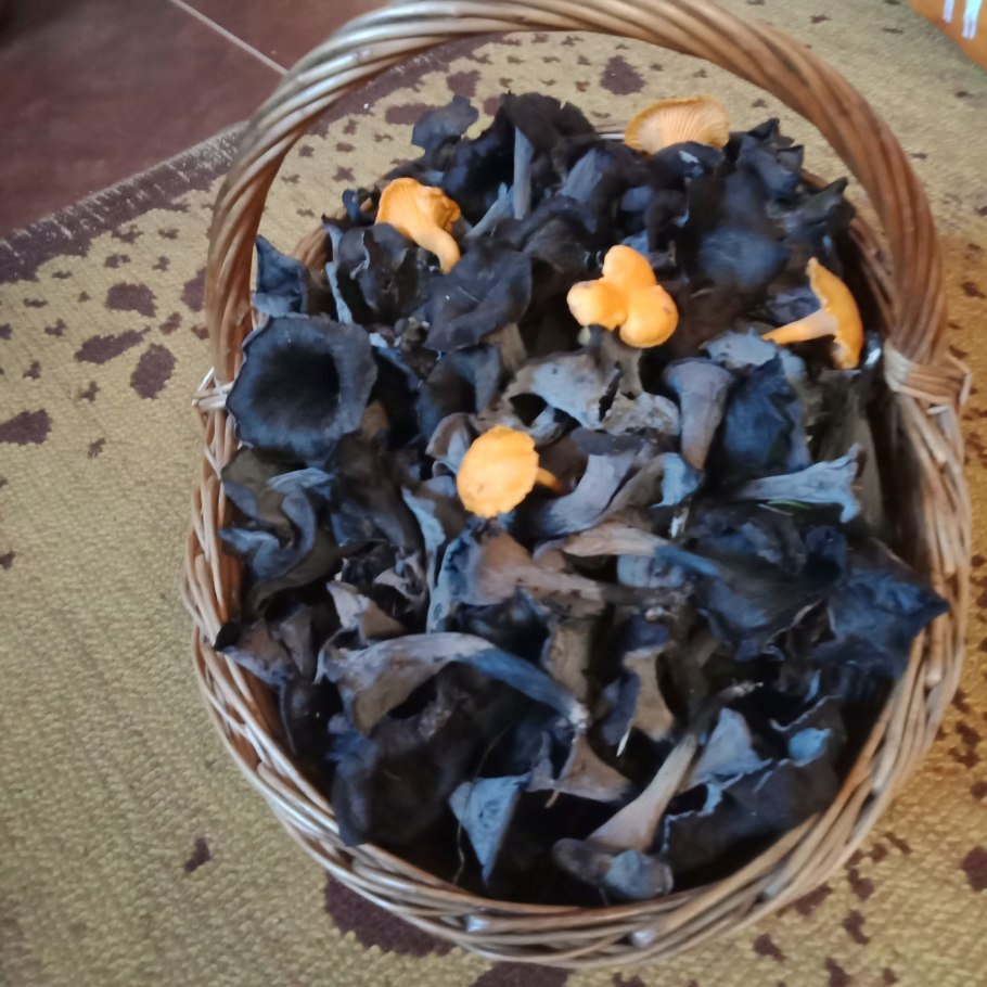 Чёрные лисички грибы