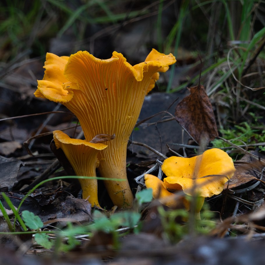 Черные лисички