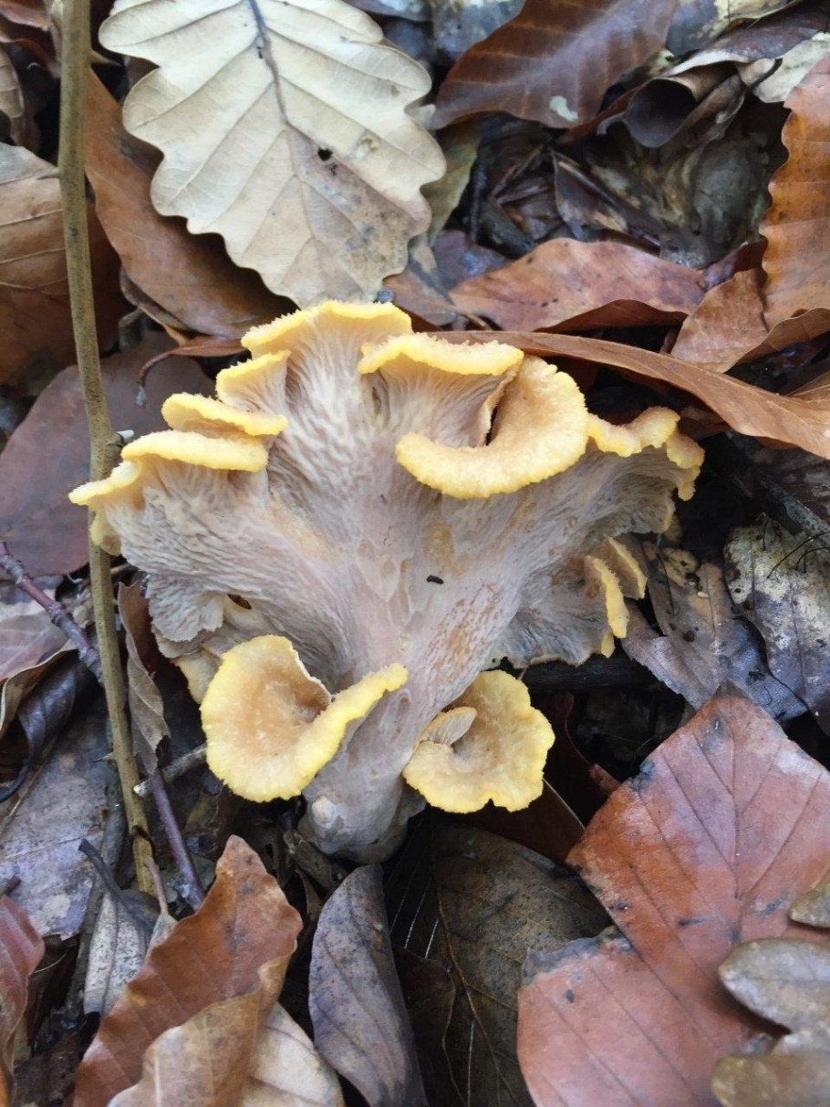 Гомфус булавовидный грибы