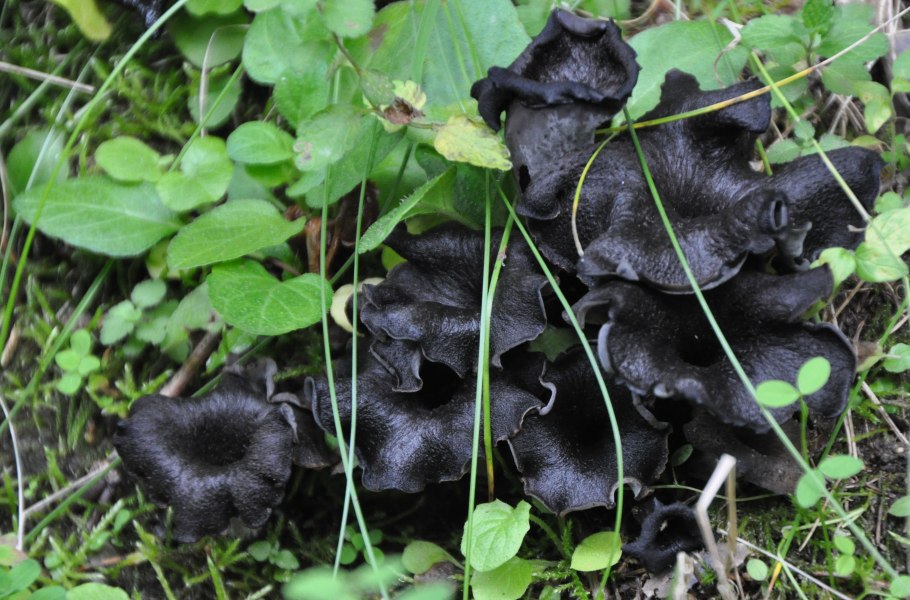 Вороночник рожковидный (Craterellus cornucopioides)