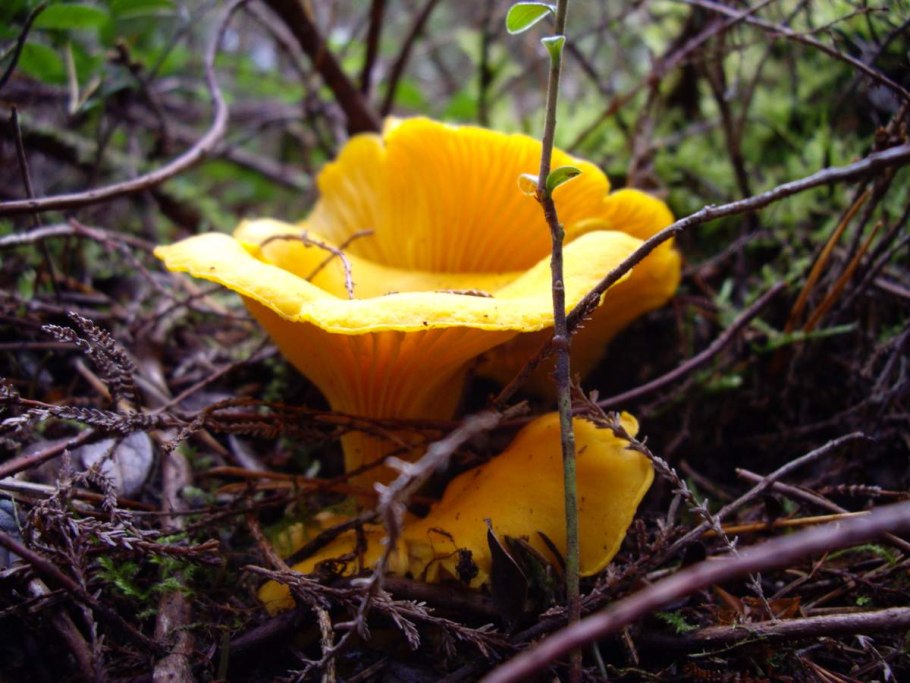 Лисичка обыкновенная гриб