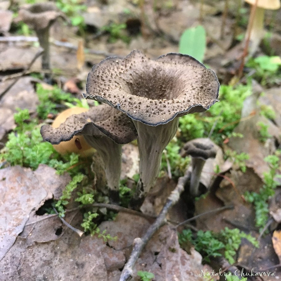 Синие лисички грибы