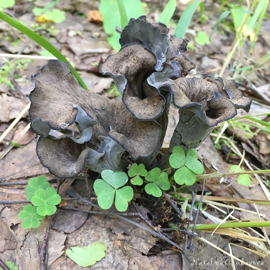 Серая Лисичка гриб