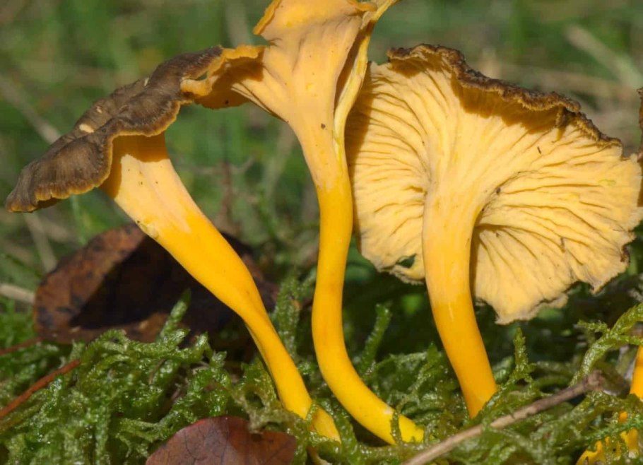 Чёрные лисички грибы