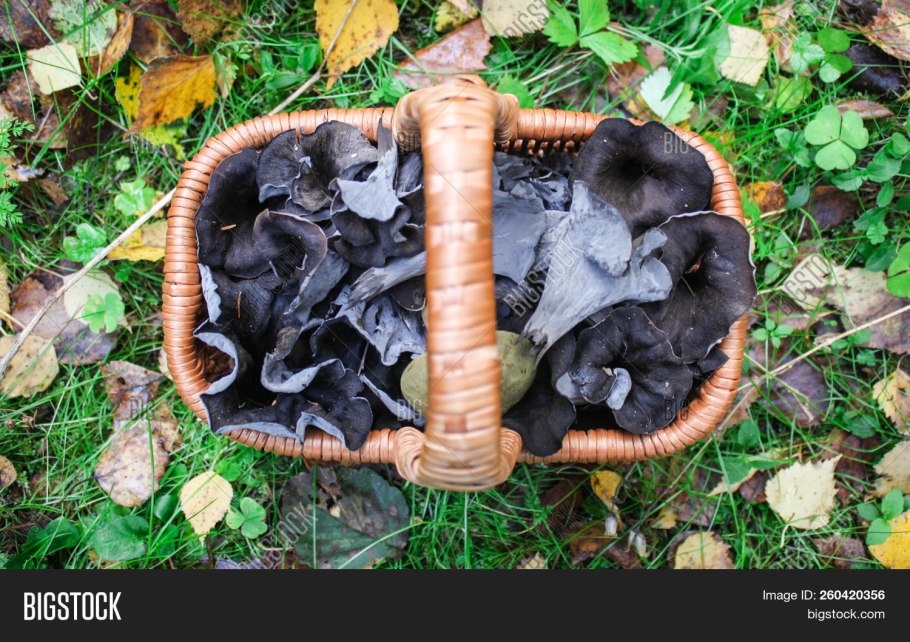 Гомфус булавовидный грибы