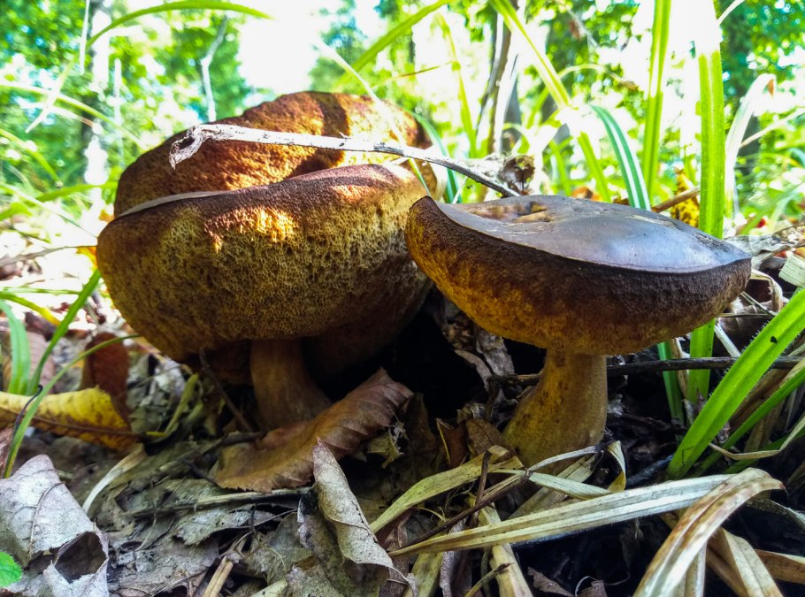 Leccinum melaneum