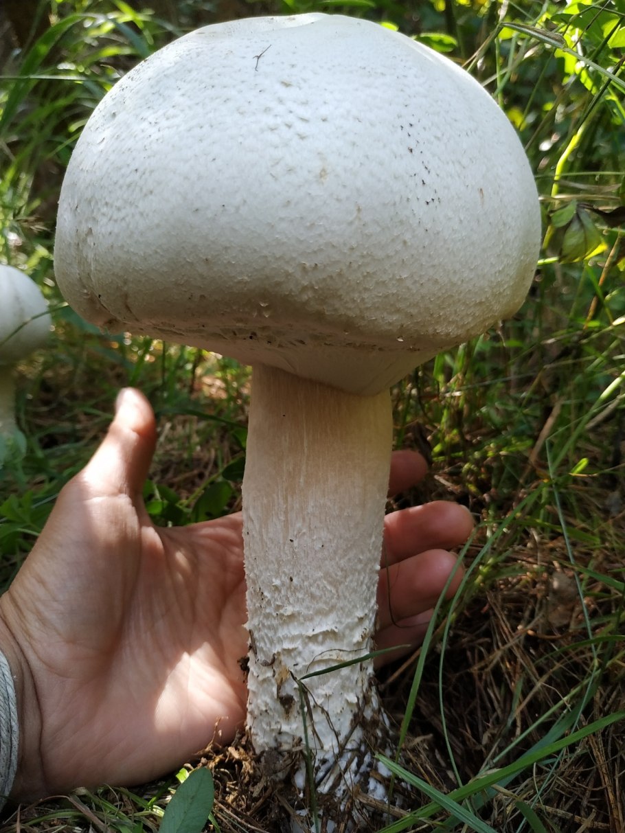 Шампиньон плотноножковый