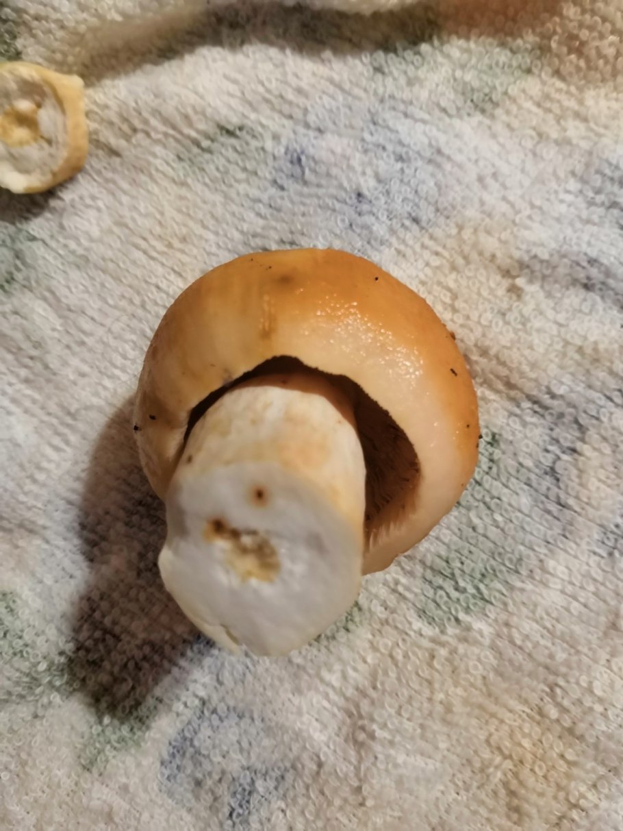 Гриб с маслянистой шляпкой