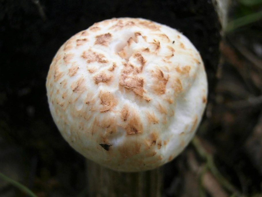 Гриб с чешуйками на шляпке коричневый