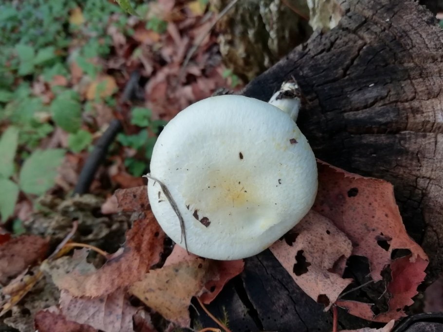 Гриб с белой шляпкой