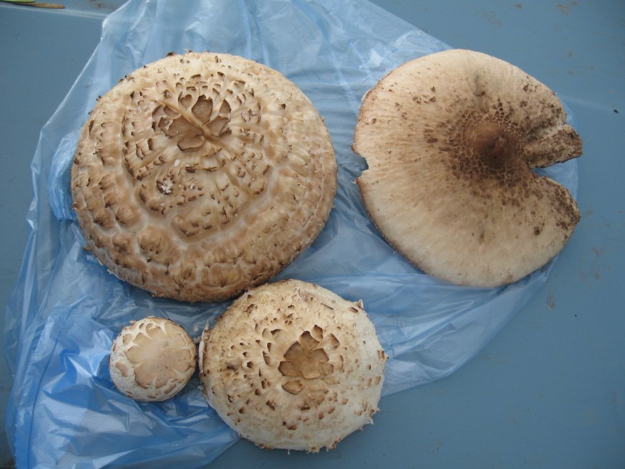 Белый гриб с круглой шляпкой