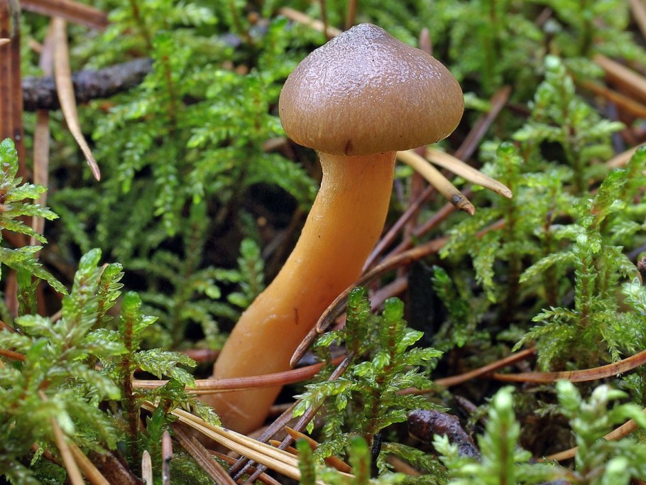 Говорушка оранжевая оранжевая