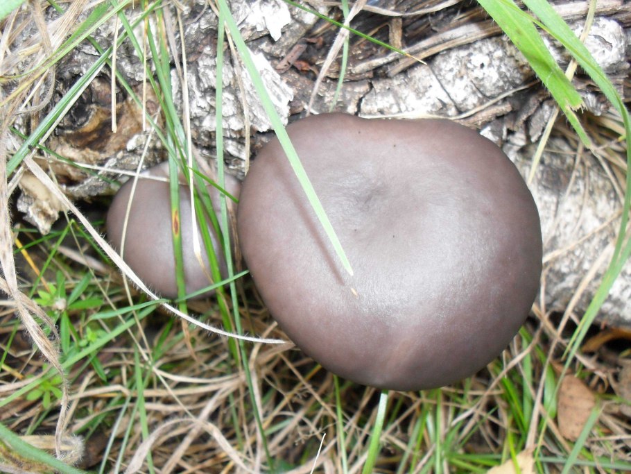 Серая гладкая шляпка у гриба