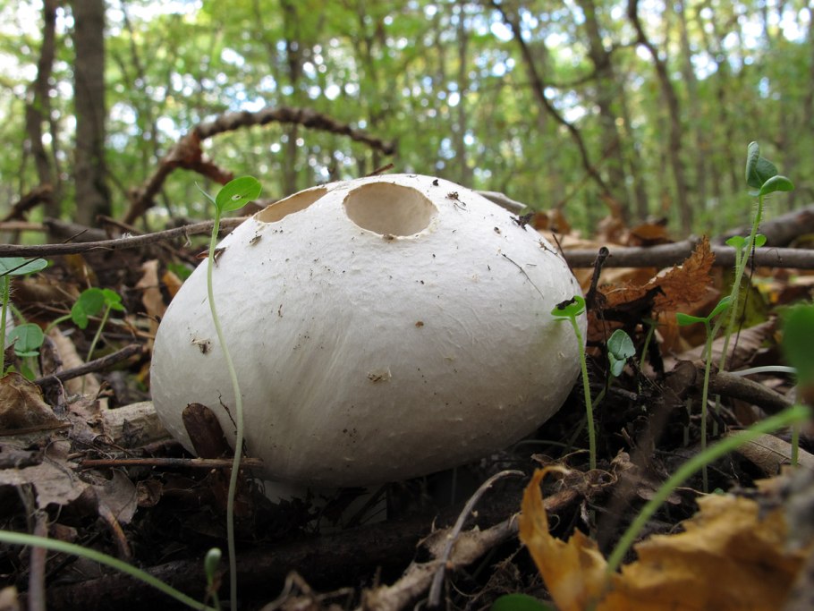 Шампиньон Лесной гладенький