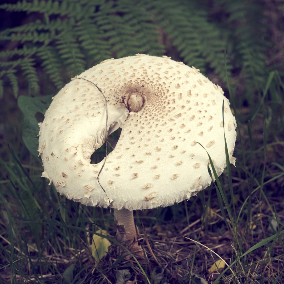 Грибная шляпка