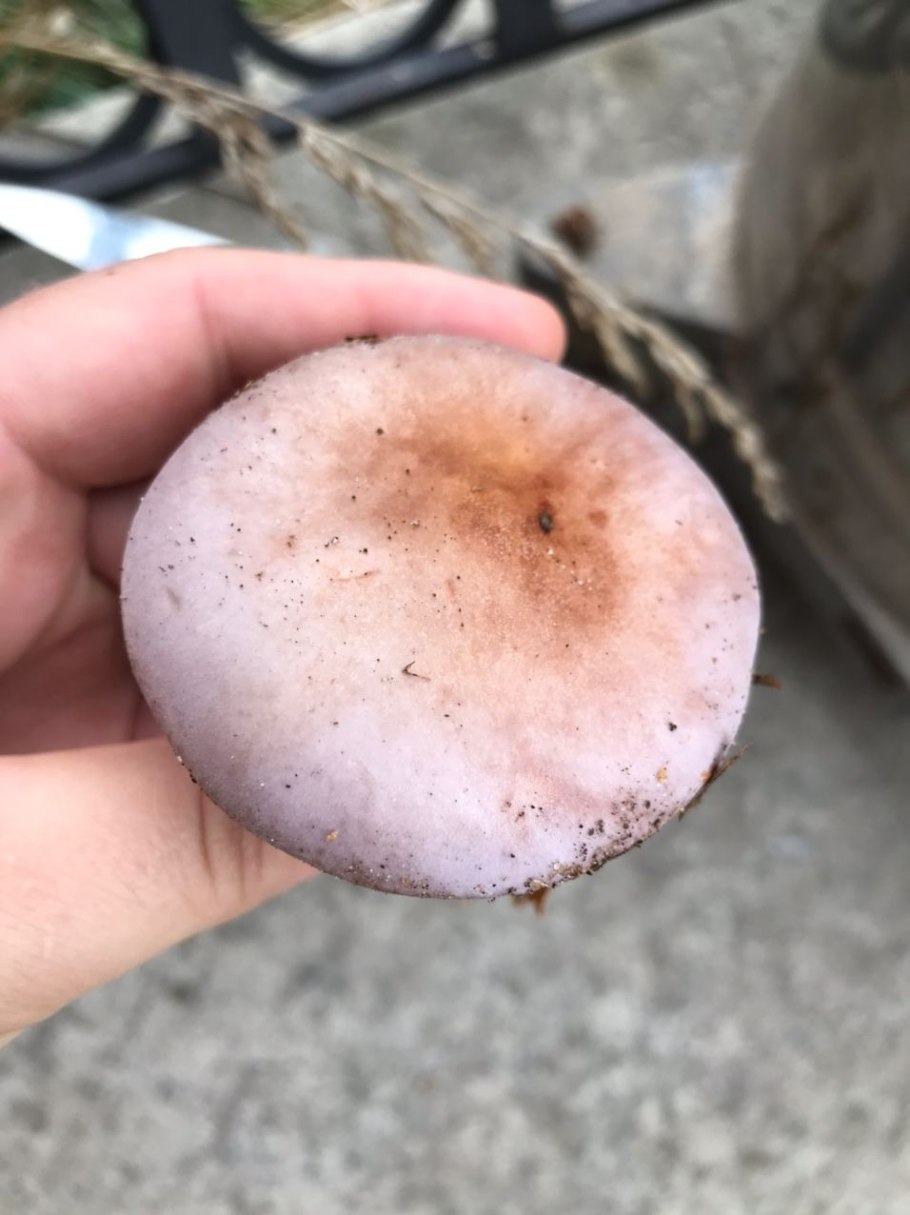 Гриб фиолетовый круглый