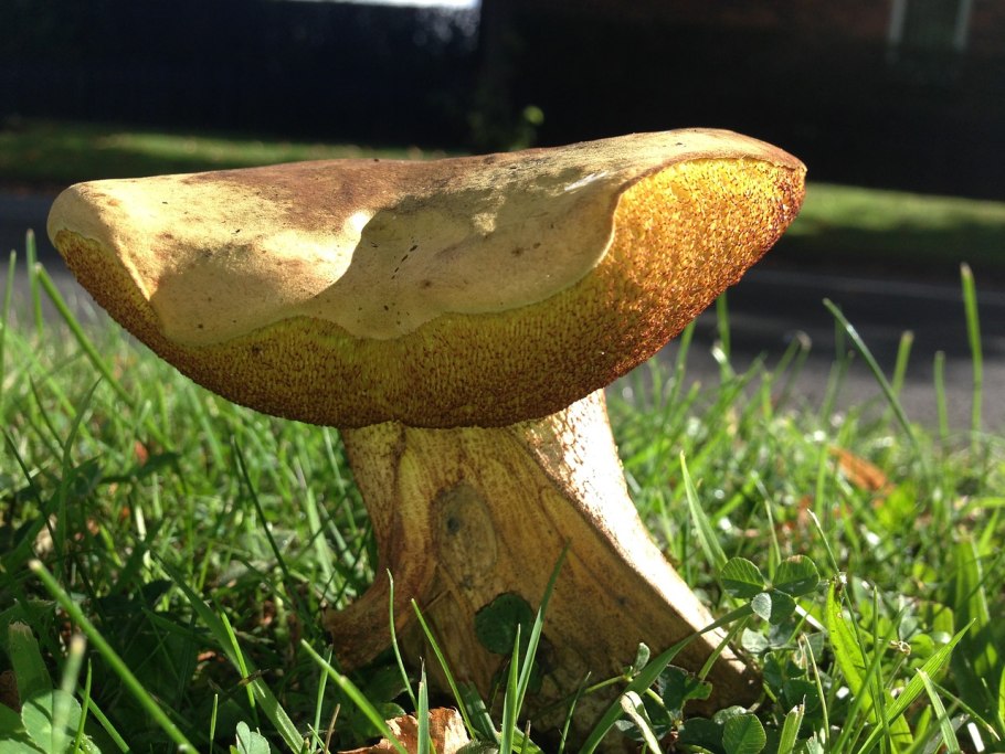 Малоизвестные съедобные грибы