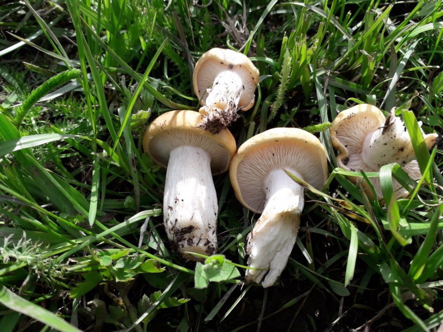 Грибы майские рядовки
