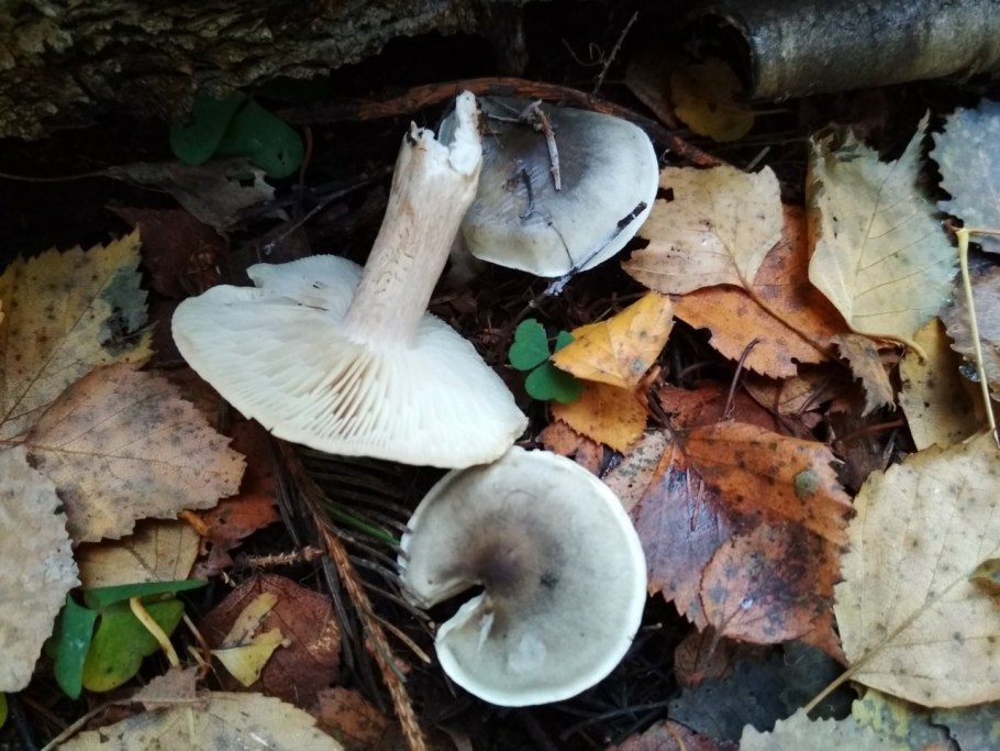 Грибы майские рядовки