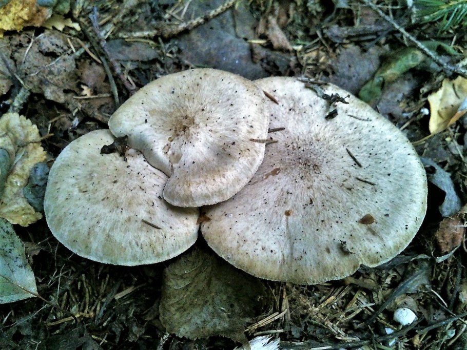 Грибы майские рядовки