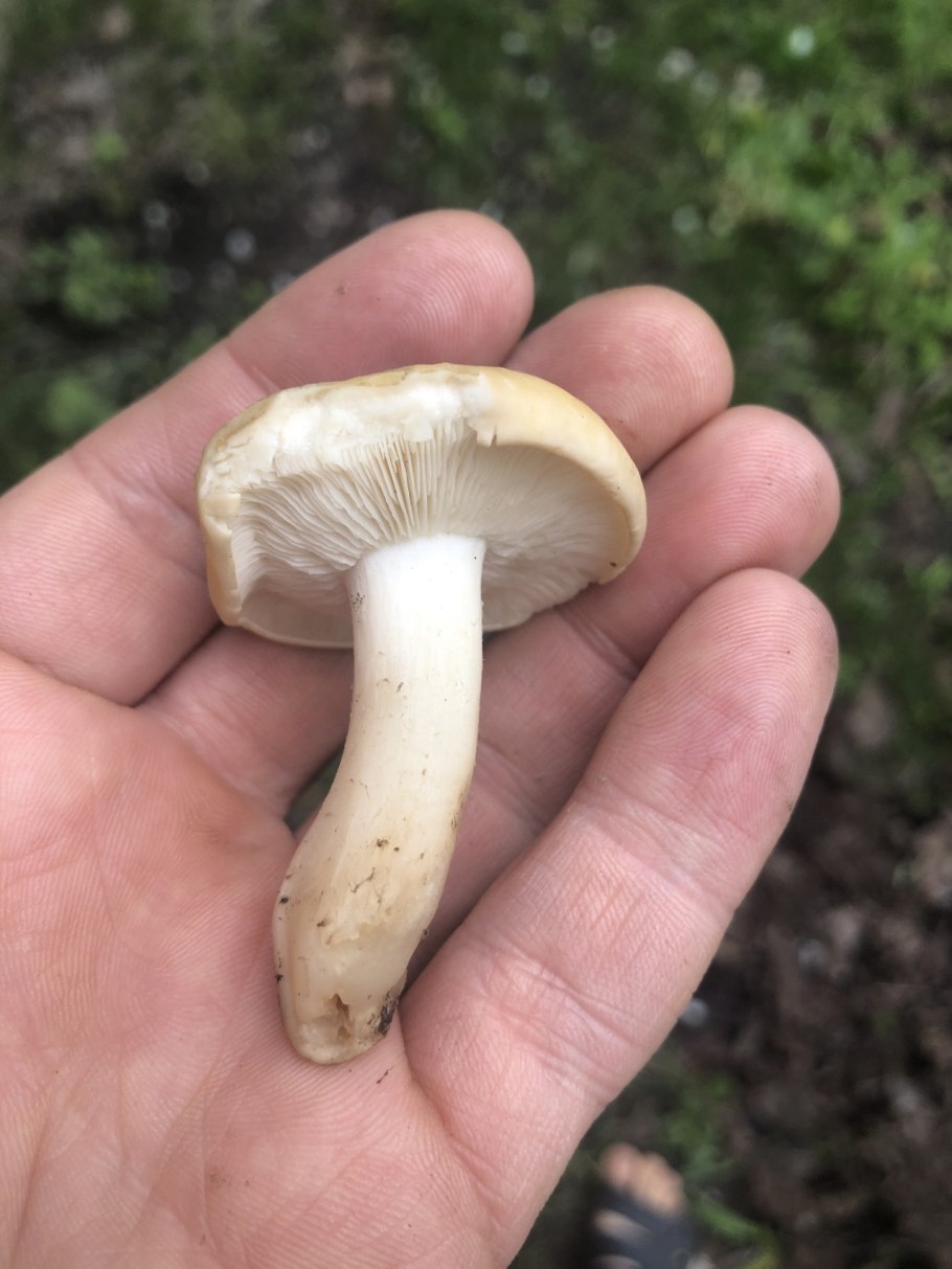 Маслёнок рыже-красный