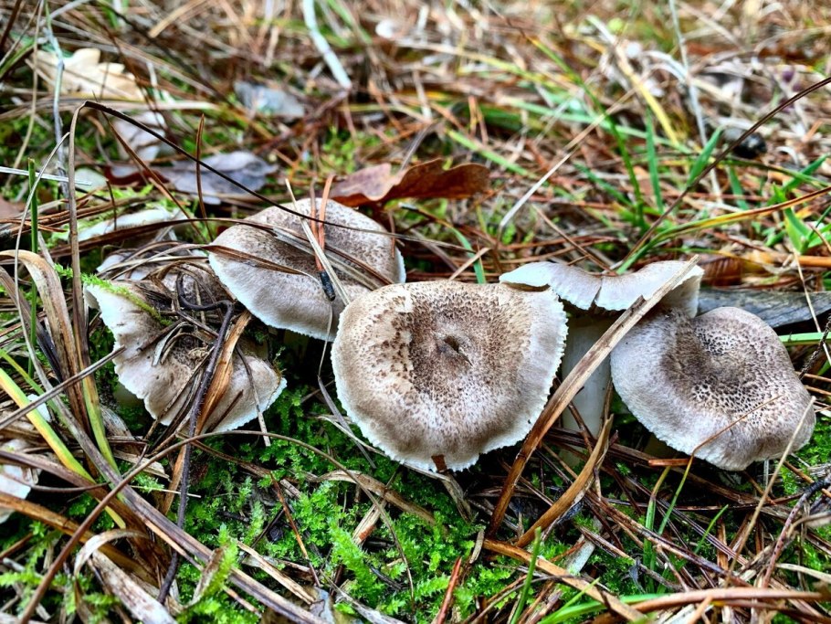 Грибы рядовка Майская под бояркой