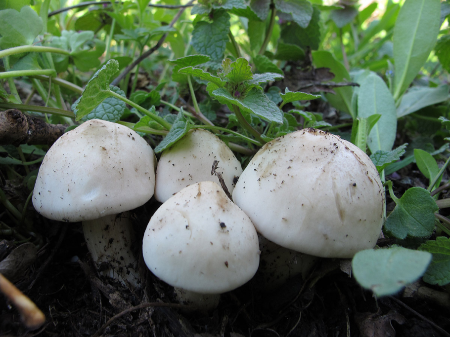 Рядовка Майская Calocybe gambosa