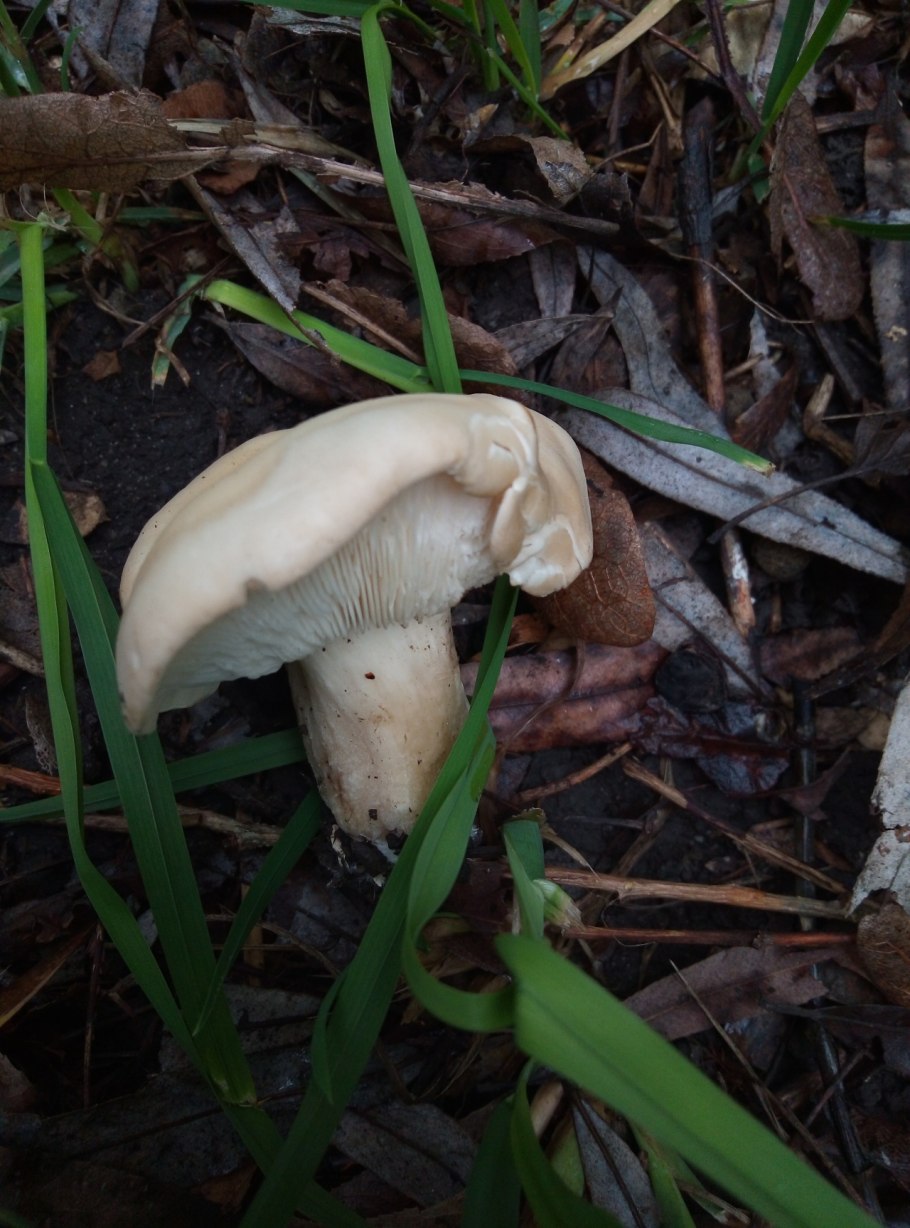 Рядовка серно-желтая