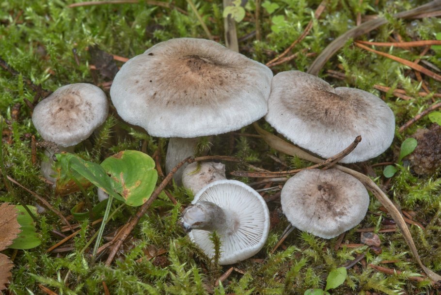 Рядовка серая Tricholoma saponaceum