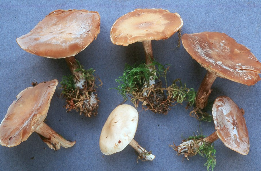 Tricholoma fracticum