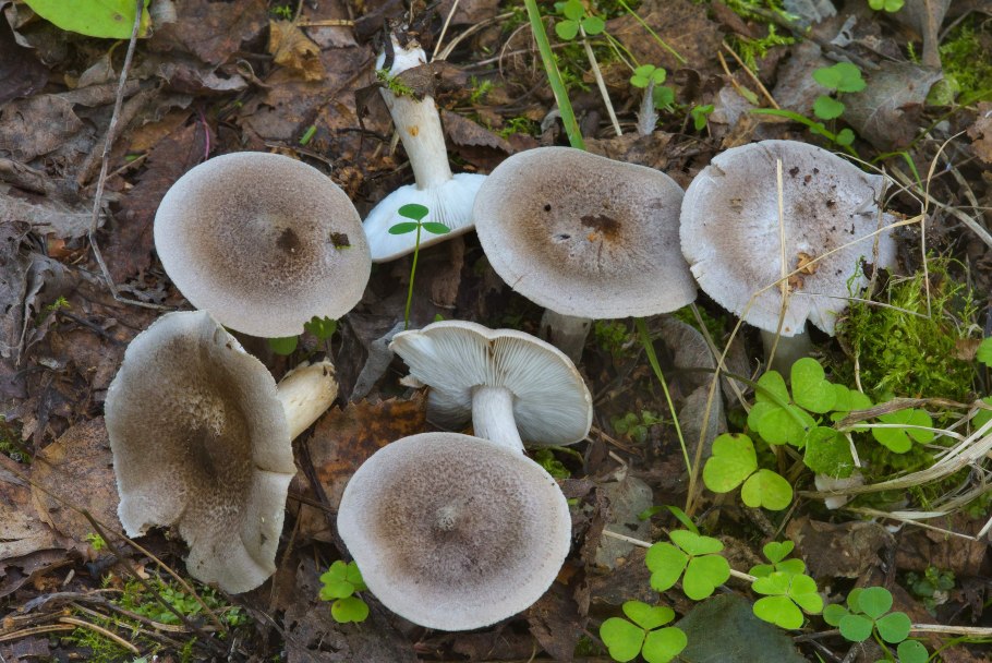 Tricholoma scalpturatum