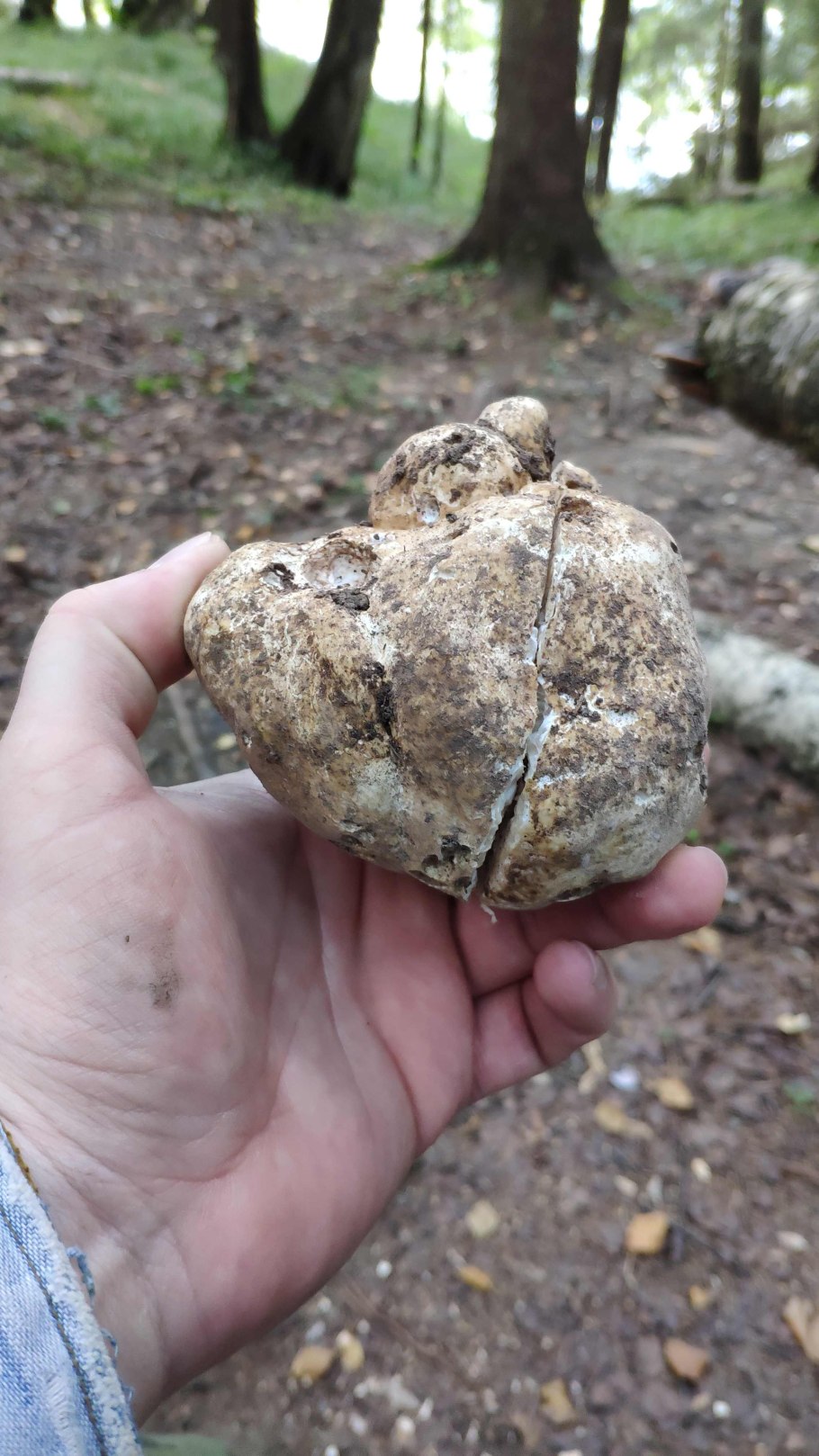 Трюфели и белые грибы