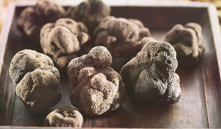 Трюфель пьемонтский