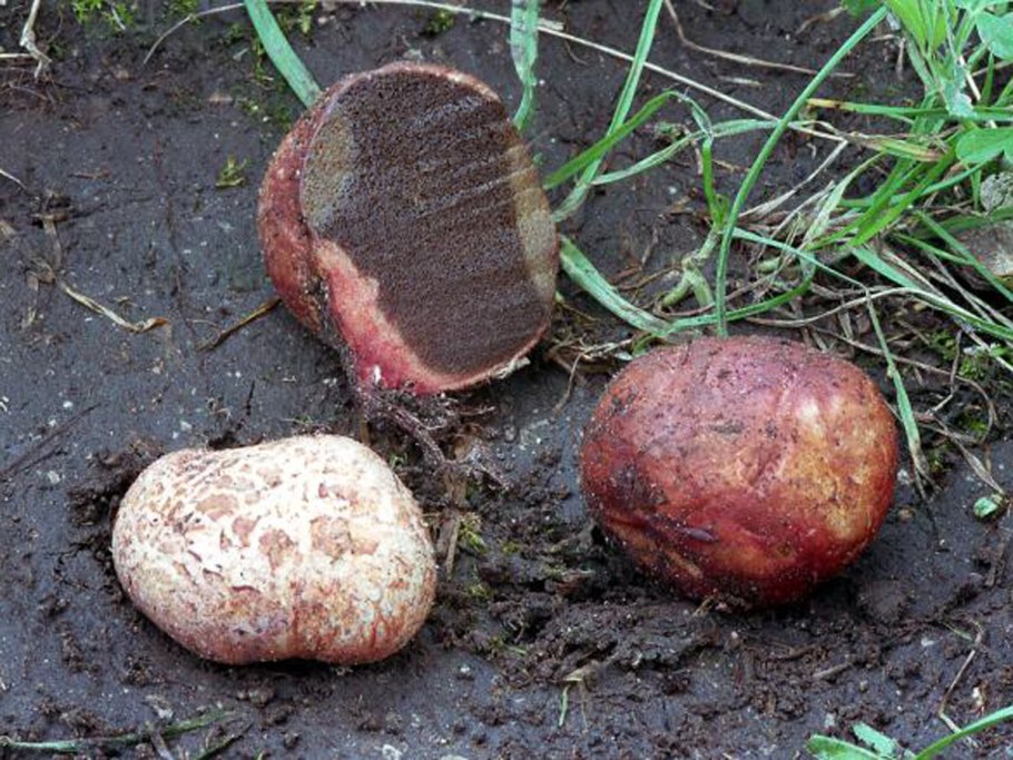 Трюфель розовеющий