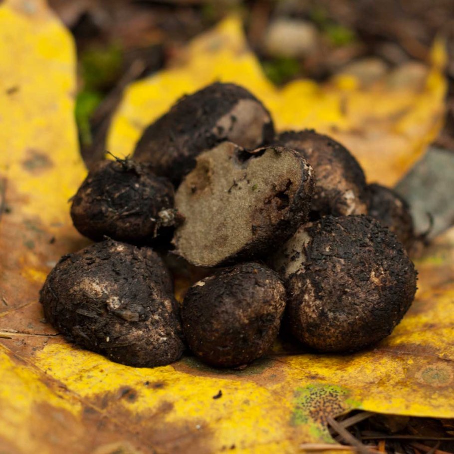 Трюфель Лесной