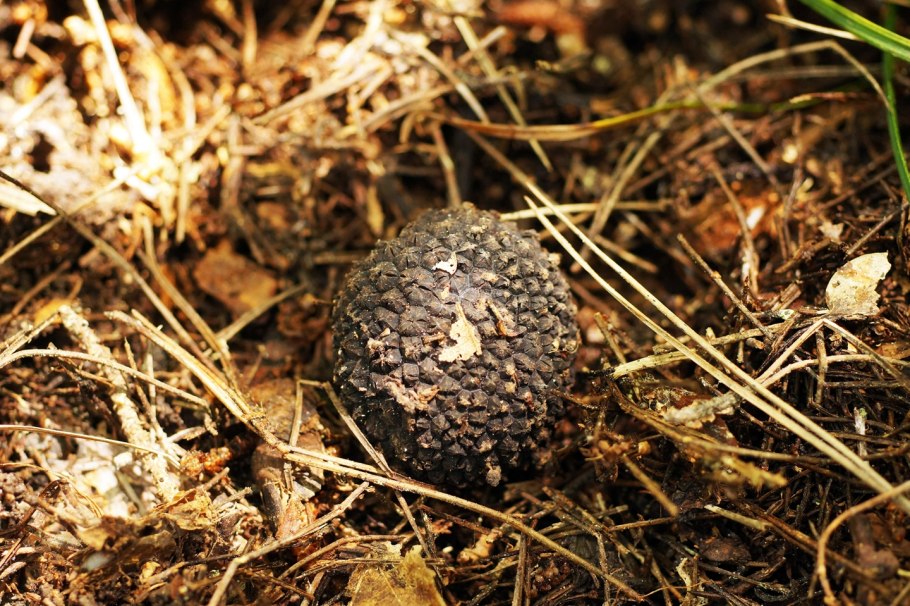 Трюфель гриб