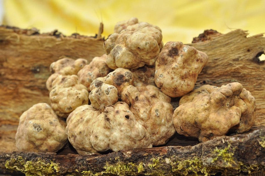 Сумчатые грибы трюфели