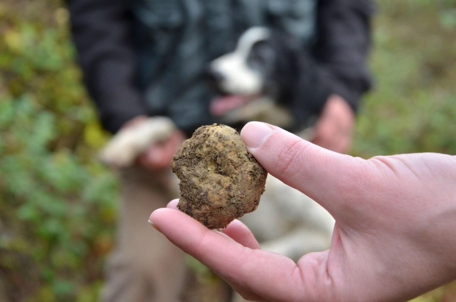 Грибы Кубанский трюфель