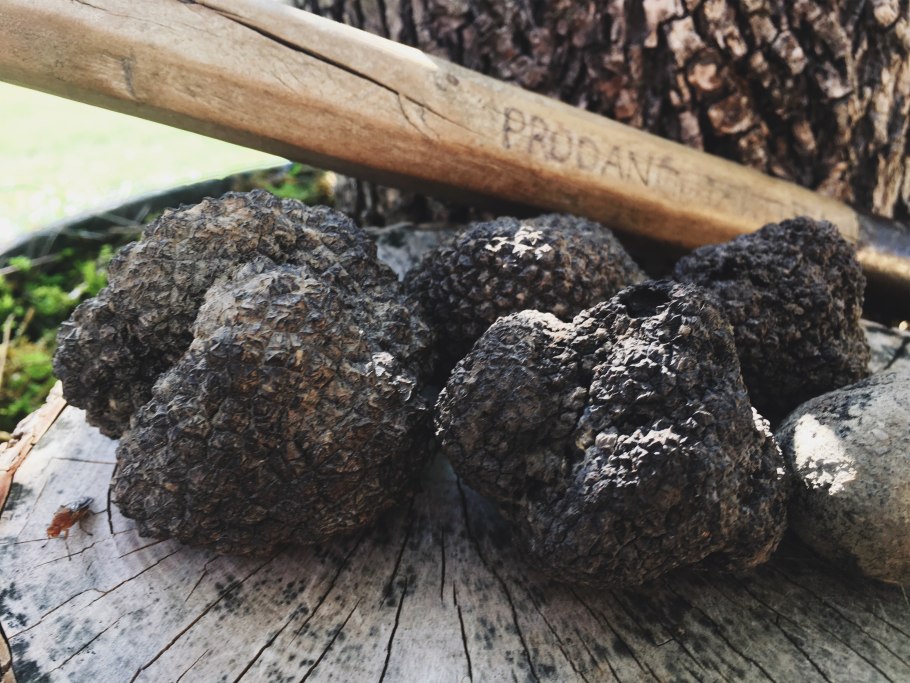 Трюфель на корнях