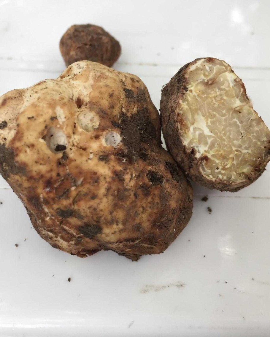 Крымский трюфель гриб