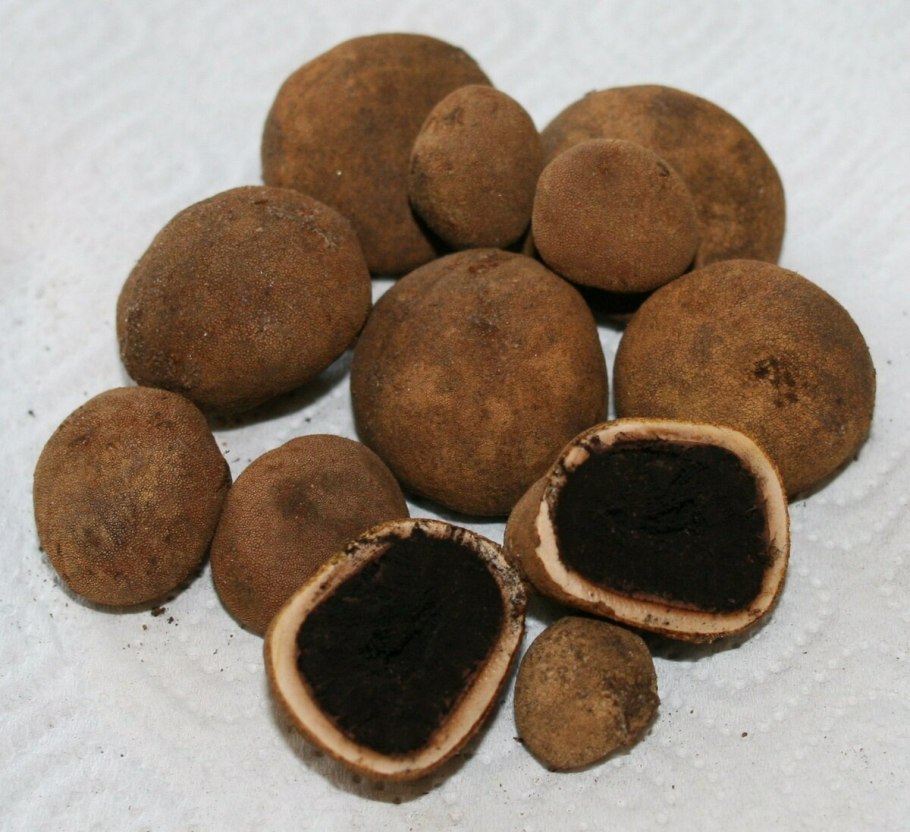 Олений трюфель (Elaphomyces granulatus)