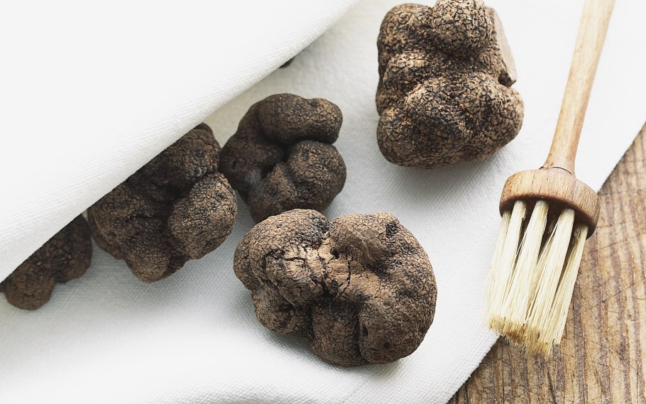 Гриб трюфель летний