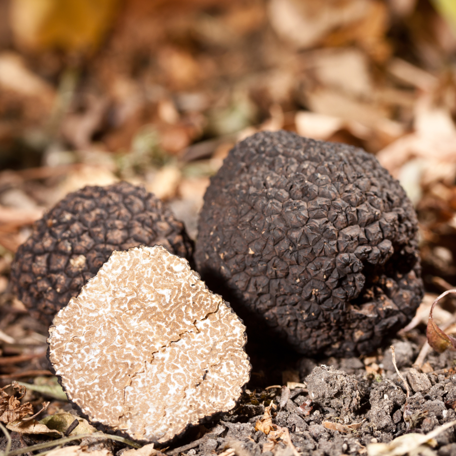 Трюфеля чёрного (Tuber melanosporum)
