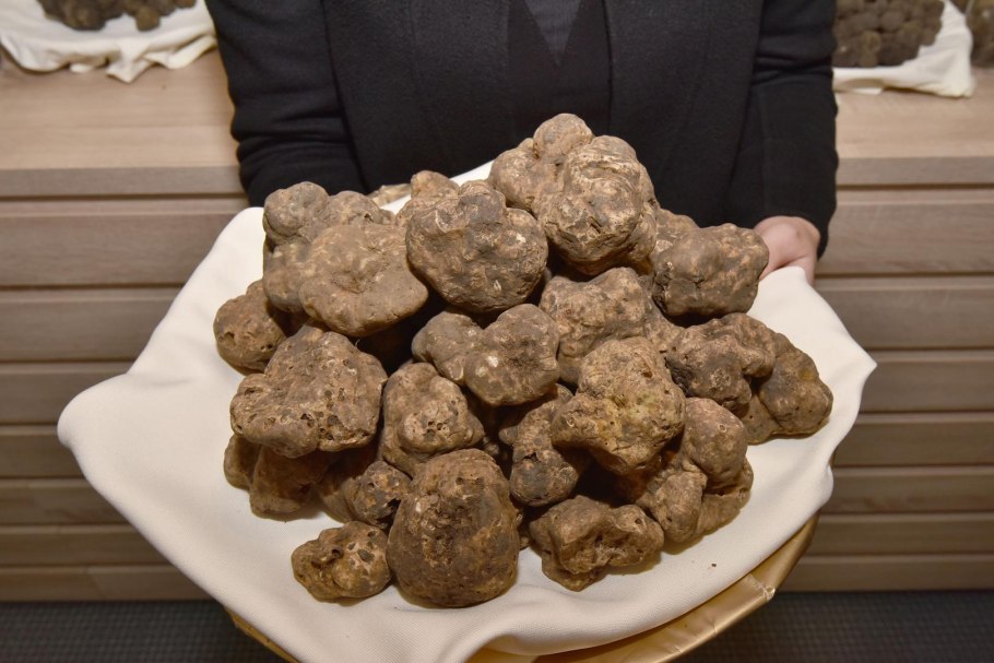 Гриб черный трюфель